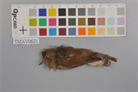 藏品(深山鶯)的圖片